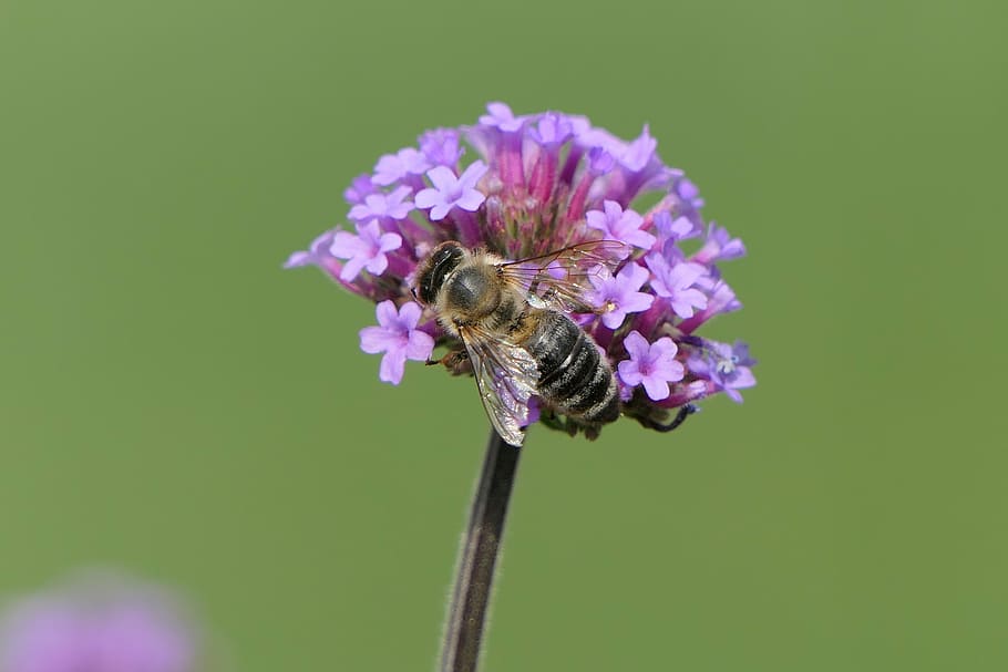 selective focus photography of honey bee on top of purple flowers HD wallpaper