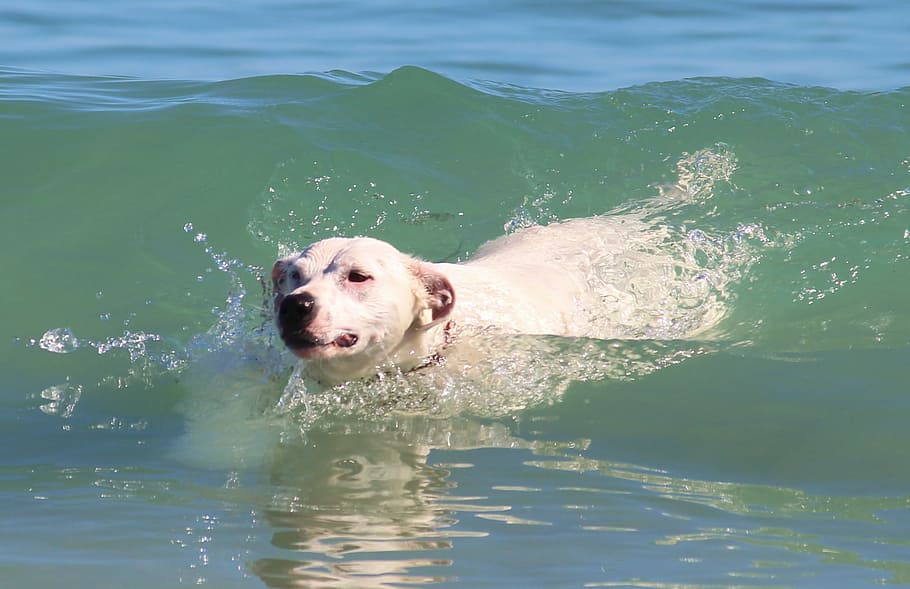 wave, turquoise, surf, ocean, beach, sea, dog, canine, one animal HD wallpaper