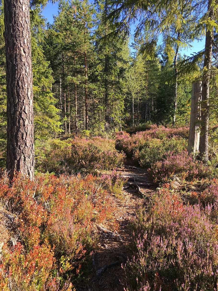 tree, forest, footpath, nature, tribe, pine, beautifully, plant HD wallpaper