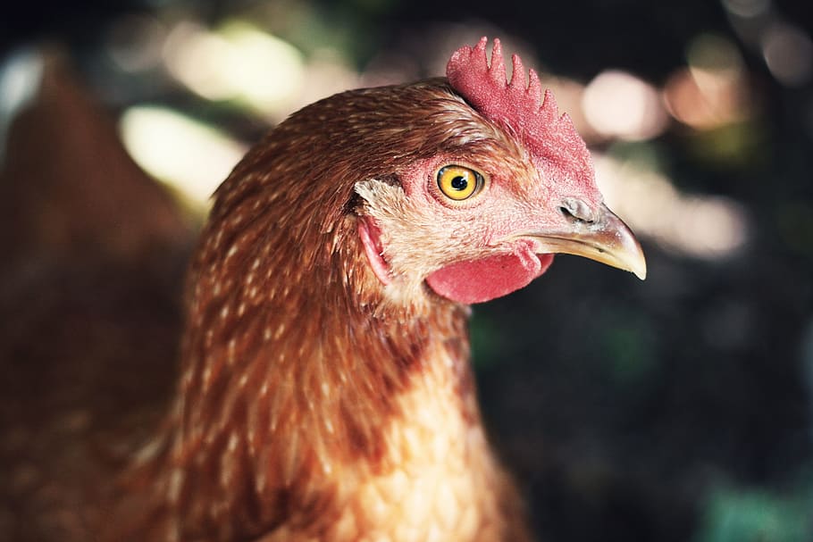 closeup photo of brown chicken, rooster, bird, head, farm animal HD wallpaper