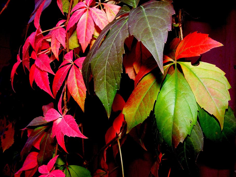 leaf, autumn, coloring, red, yellow, trees, plant part, beauty in nature HD wallpaper