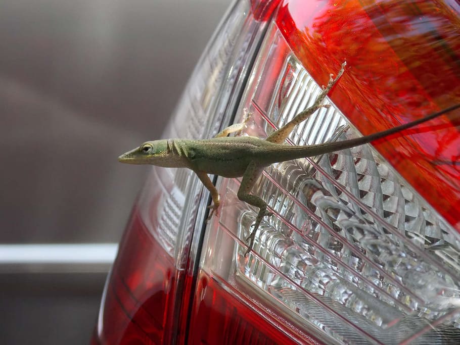 lizard, animal, green, red, close-up, water, no people, food and drink HD wallpaper