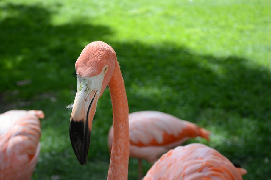 Flamingo, Nature, Zoo, Madrid, rosa, bird, pink flamingos, animal, HD wallpaper