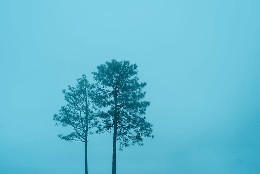 green leaf tree, green leafed plant at daytime, sky, minimal HD wallpaper