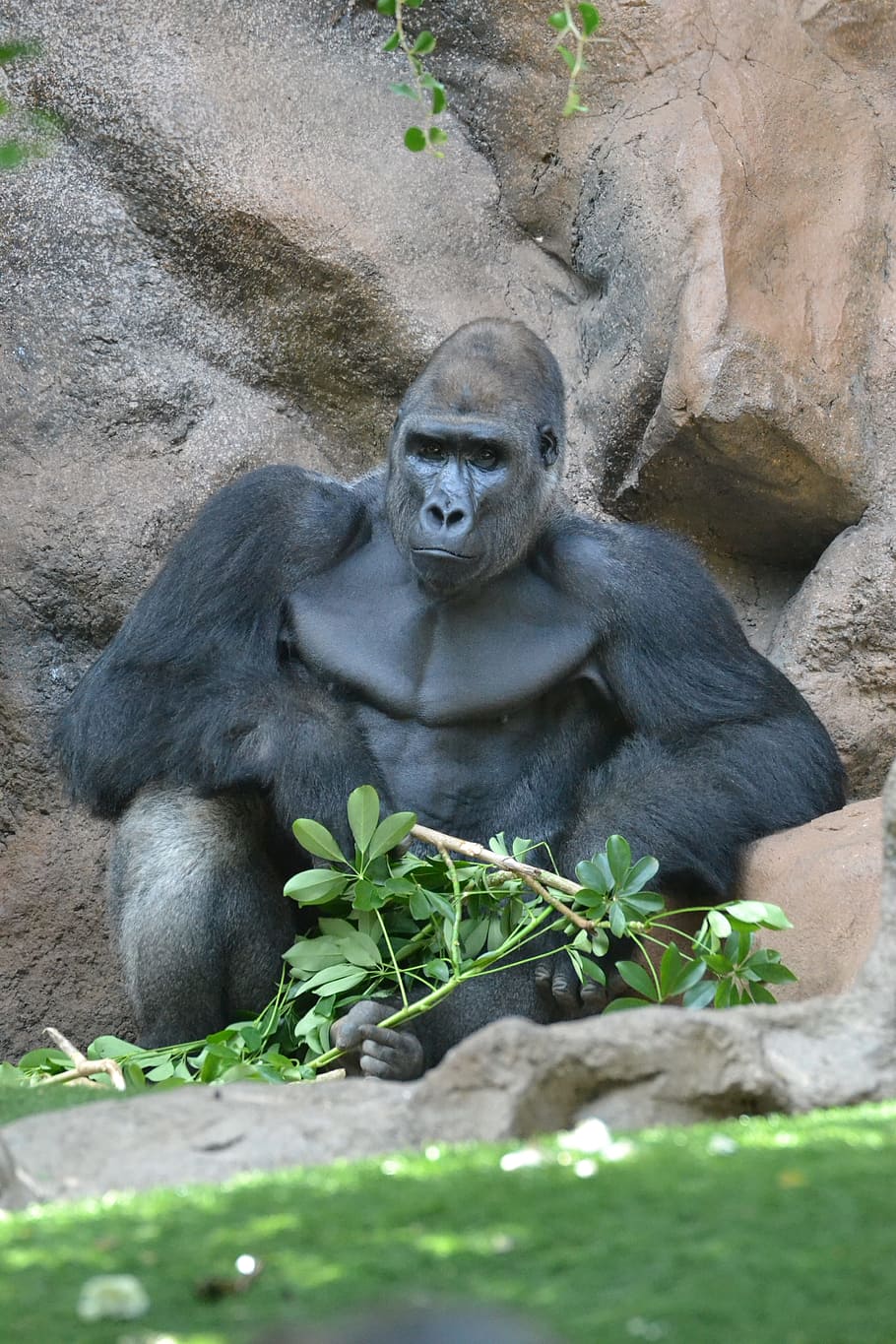 monkey, ape, gorilla, zoo, mammal, watch, animal themes, primate HD wallpaper