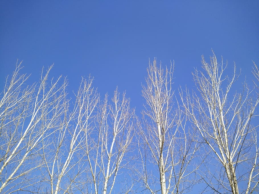blue sky, tree, light, plant, low angle view, clear sky, no people HD wallpaper