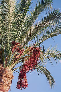date palm, phoenix, palm genus, leaflets, dates, fruits, phoenix dactylifera HD wallpaper