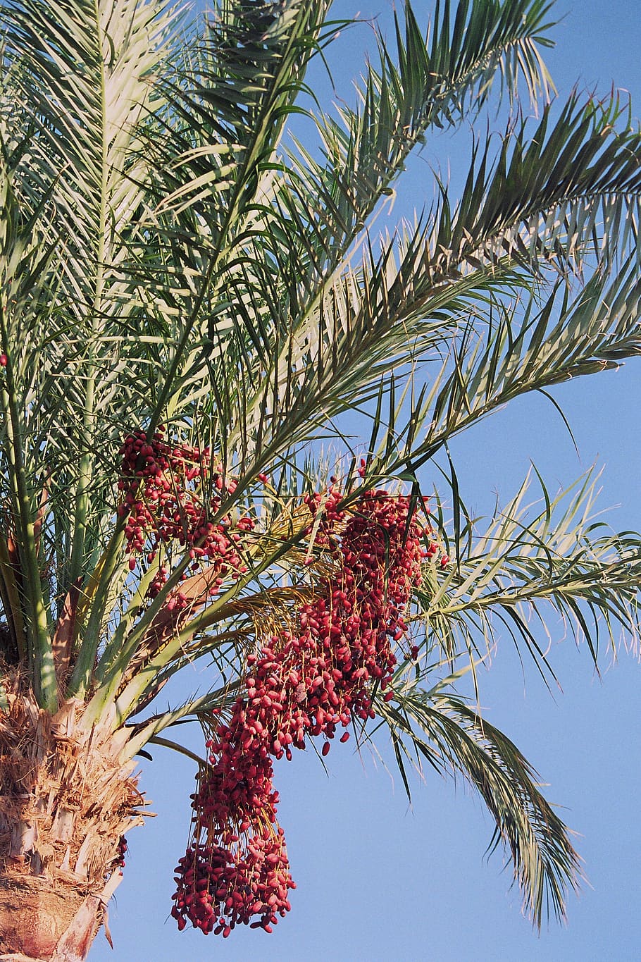 date palm, phoenix, palm genus, leaflets, dates, fruits, phoenix dactylifera HD wallpaper