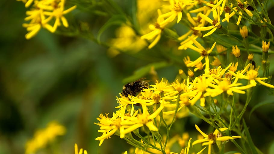 bee, pollen, insect, plant, flower, honey, yellow, sweet, honey bee HD wallpaper