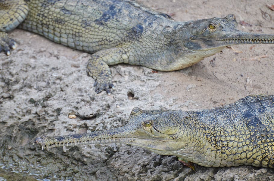 gharial, crocodile, reptile, ganges, wild, animals, tortie, HD wallpaper