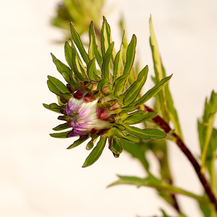 aster, flowers, winter flower, plant, growth, green color, beauty in nature HD wallpaper