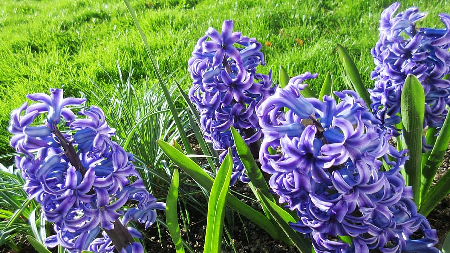 hyacinth, flower, spring, garden, green, purple, nature, flowering plant HD wallpaper