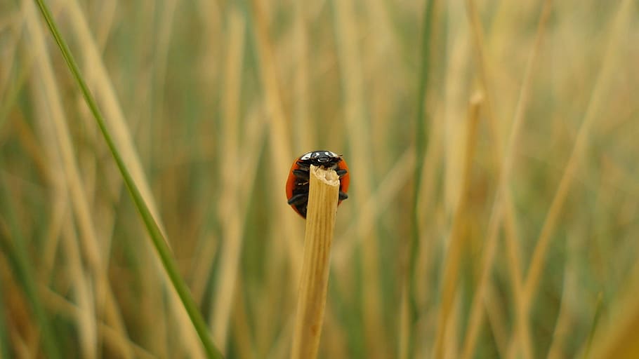 insect, beetle, ladybug, macro, halm, grass, nature, close HD wallpaper