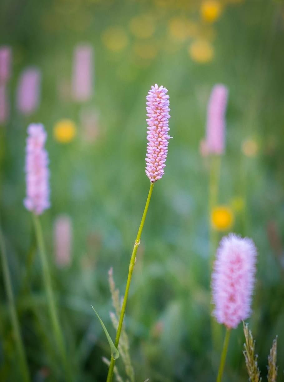 grass, green, white, close, meadow, macro, nature, grasses HD wallpaper