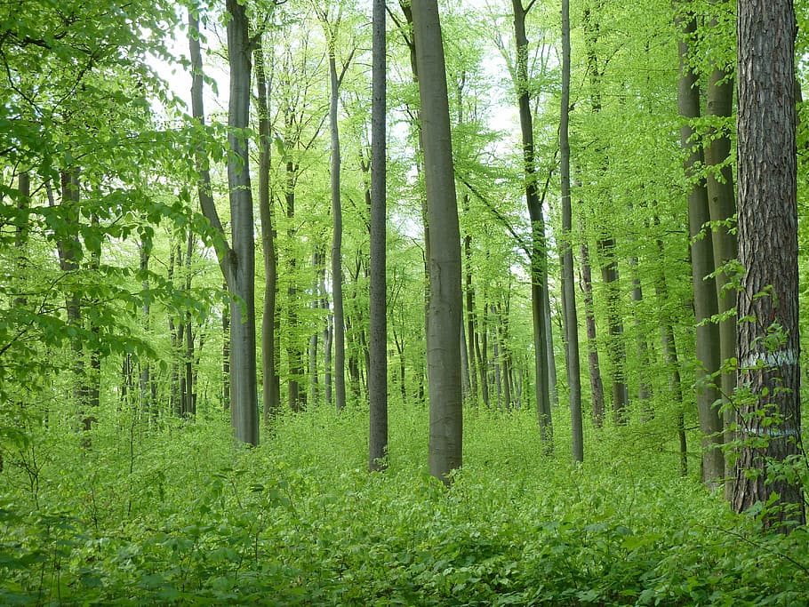 beech wood, forest, trees, book, green, nature, spring, plant HD wallpaper