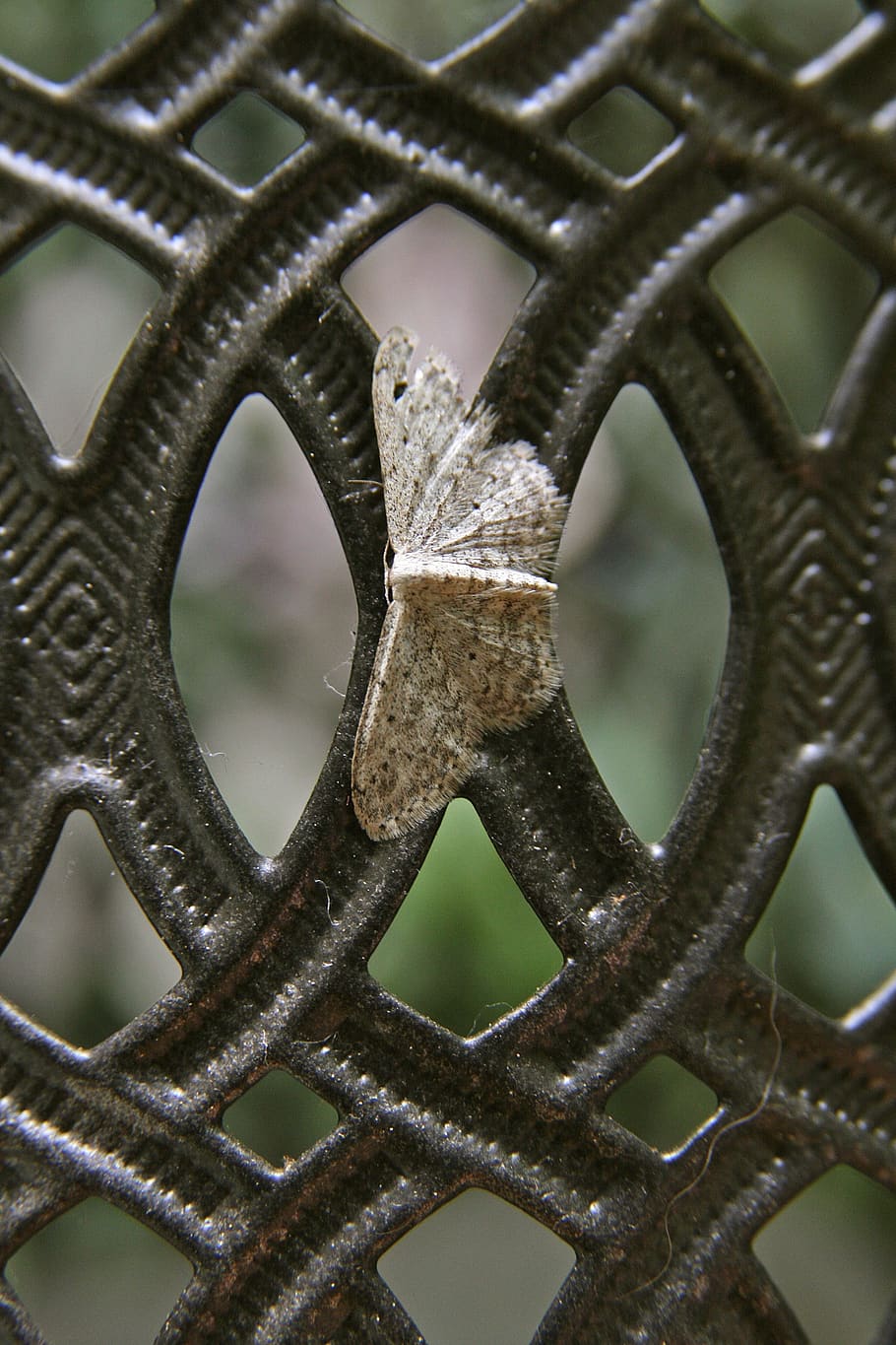 butterfly, insect, grey, grid, decorative, metal, fence, close-up HD wallpaper