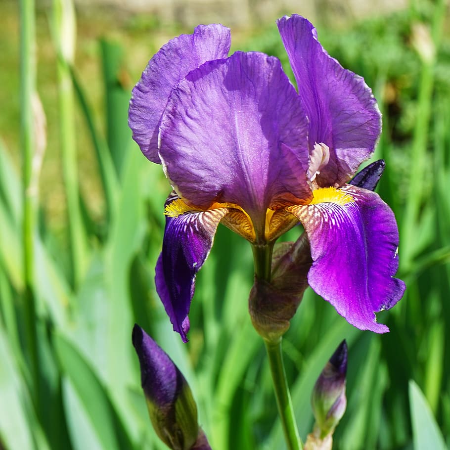 purple iris flower, Purity, Garden, flower garden, nature, blooming HD wallpaper