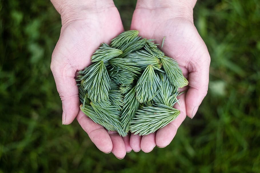 person holding green weeds, pine leaves, hands, natural, sprouts
