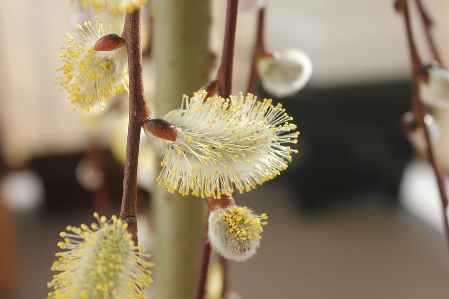 pel, spring, flower, nature, twig, signs of spring, flowering plant HD wallpaper