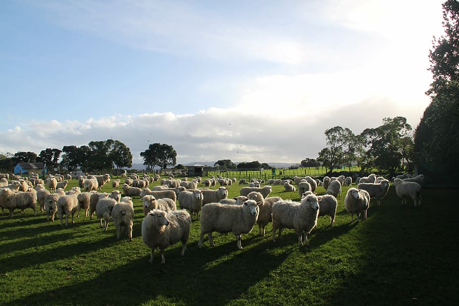 sheep, farm, paddock, new zealand, mammal, domestic animals, HD wallpaper