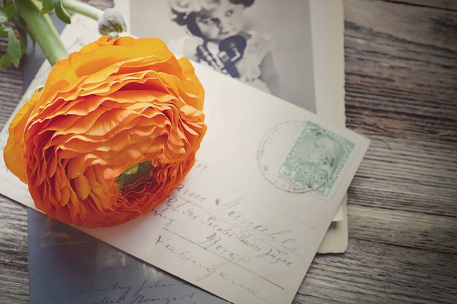orange ranunculus on white paper, flower, blossom, bloom, petals, HD wallpaper