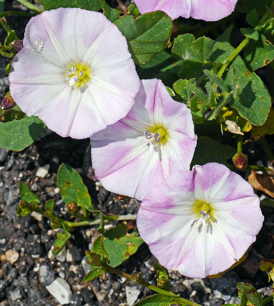 bindweed, flowers, subspecies, circular, white-violet, gravel HD wallpaper
