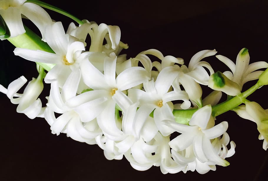 Flower, Spring, Easter, spring flower, nature, season, blossom HD wallpaper