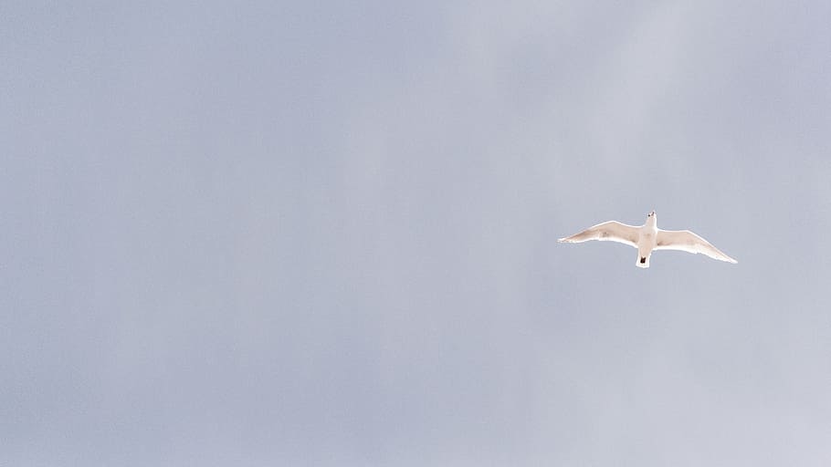 white bird at the sky, dove, flying, dom, symbol, nature, blue HD wallpaper