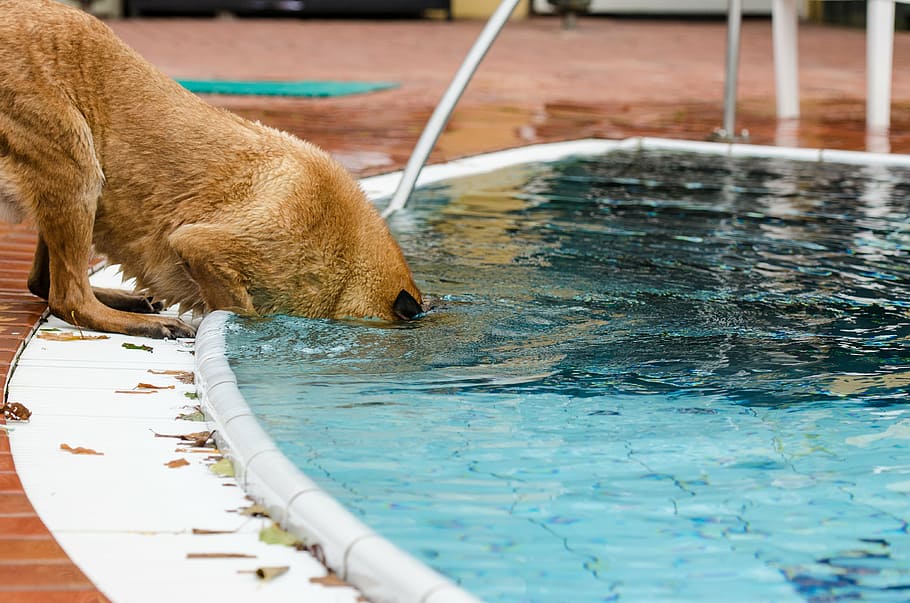 short-coated brown animal, pool, dog, summer, underwater, belgian shepherd dog HD wallpaper
