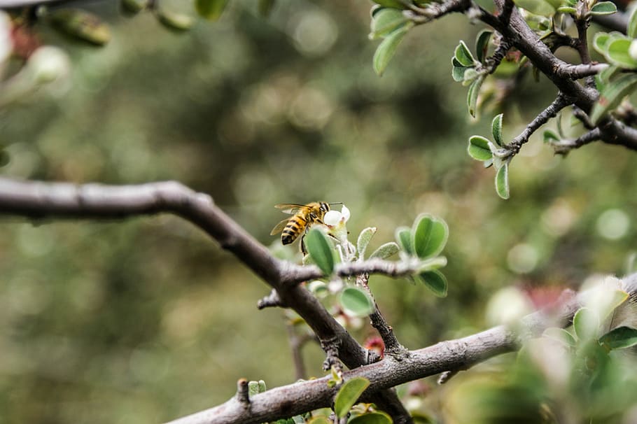 selective focus of brown bee hovering on white petaled flower during daytime HD wallpaper