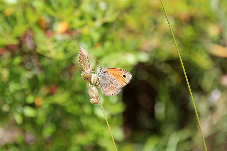 butterfly, nature, insect, close, macro, summer, animal wildlife HD wallpaper