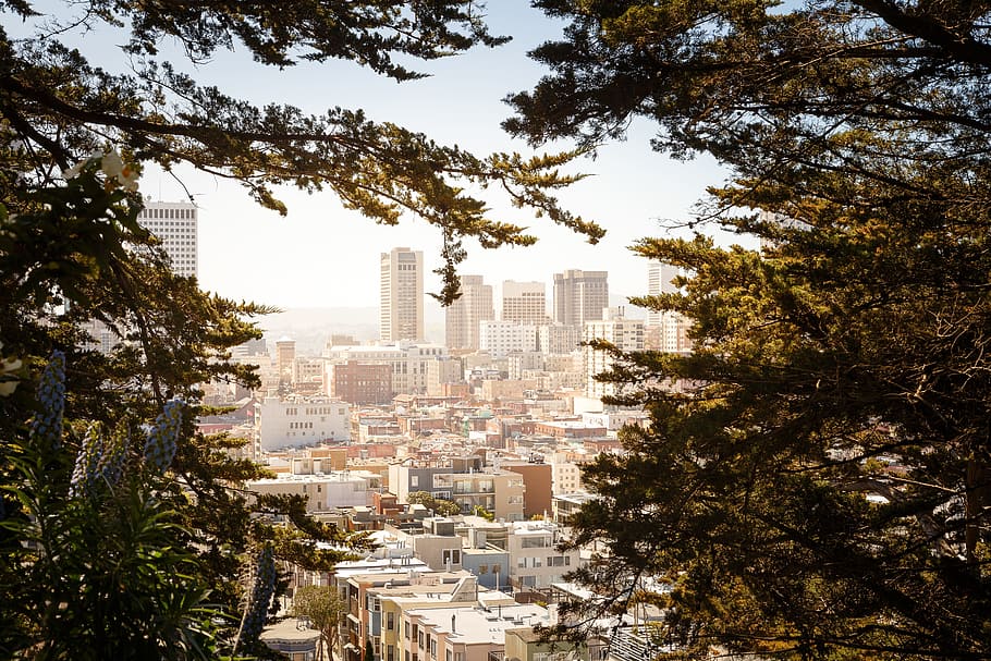 trees, buildings, architecture, infrastructure, city, urban HD wallpaper