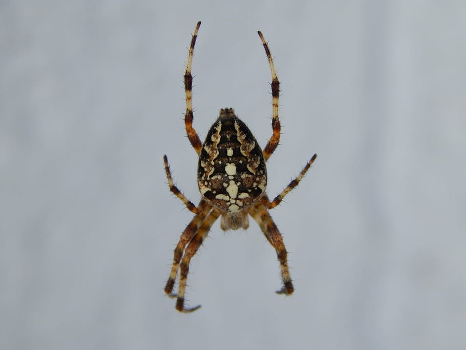 spider, insect, arachnid, cobweb, one animal, animal themes HD wallpaper