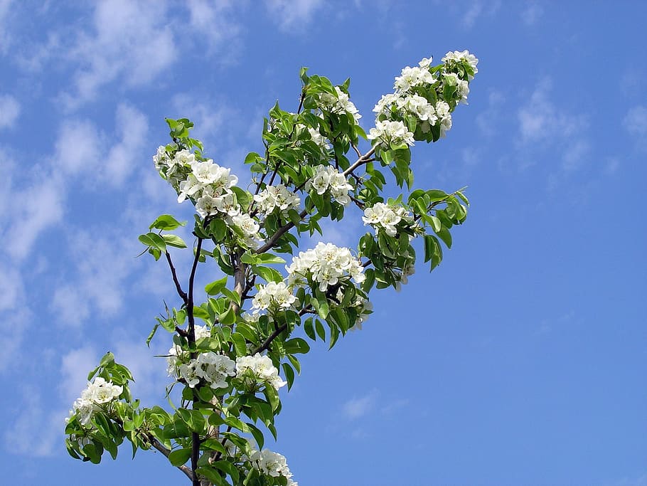 nature, trees, flowers, plant, sky, freshness, flowering plant HD wallpaper
