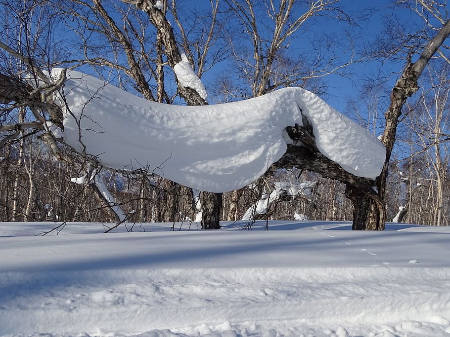 forest, snowdrift, snow cap, tree, birch, winter, coldly, nature HD wallpaper