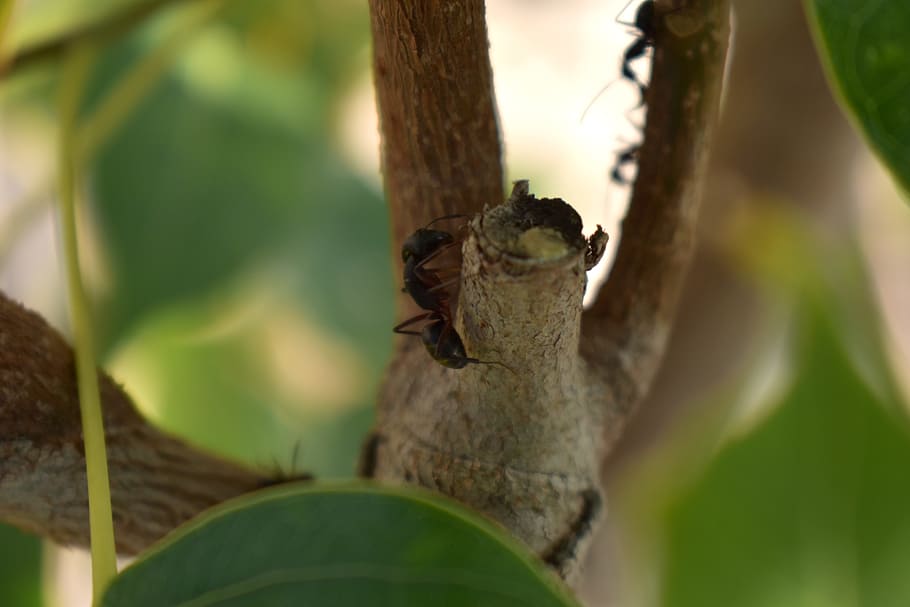ant, ants, insect, formicidae, arthropod, garden ants, animal wildlife HD wallpaper