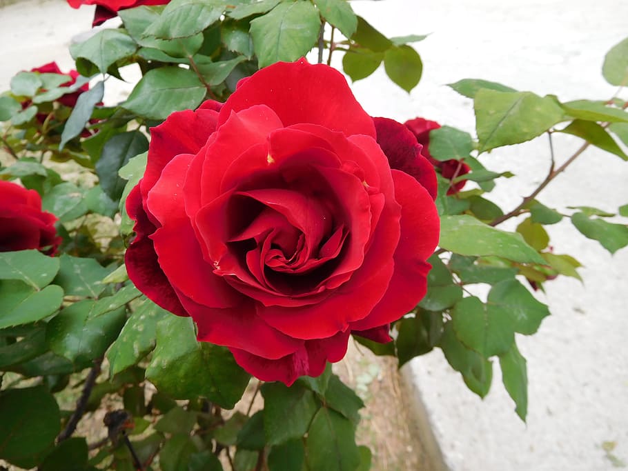 red, rose, flower, flowering plant, beauty in nature, vulnerability HD wallpaper