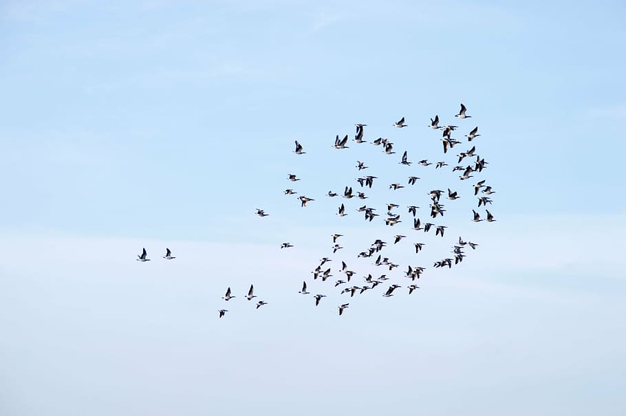 birds, air, blue, motion, blue sky, group of animals, flying HD wallpaper