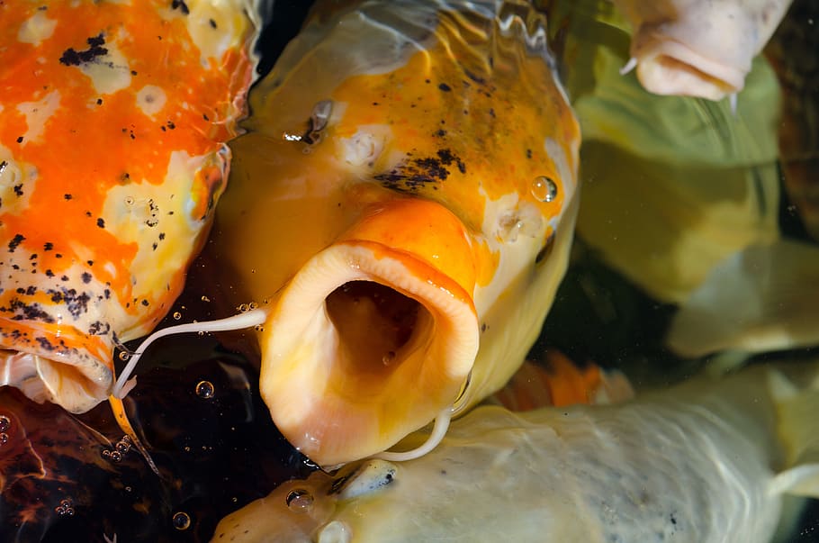 closeup photography of orange and white fish, Koi, Fish, Water HD wallpaper
