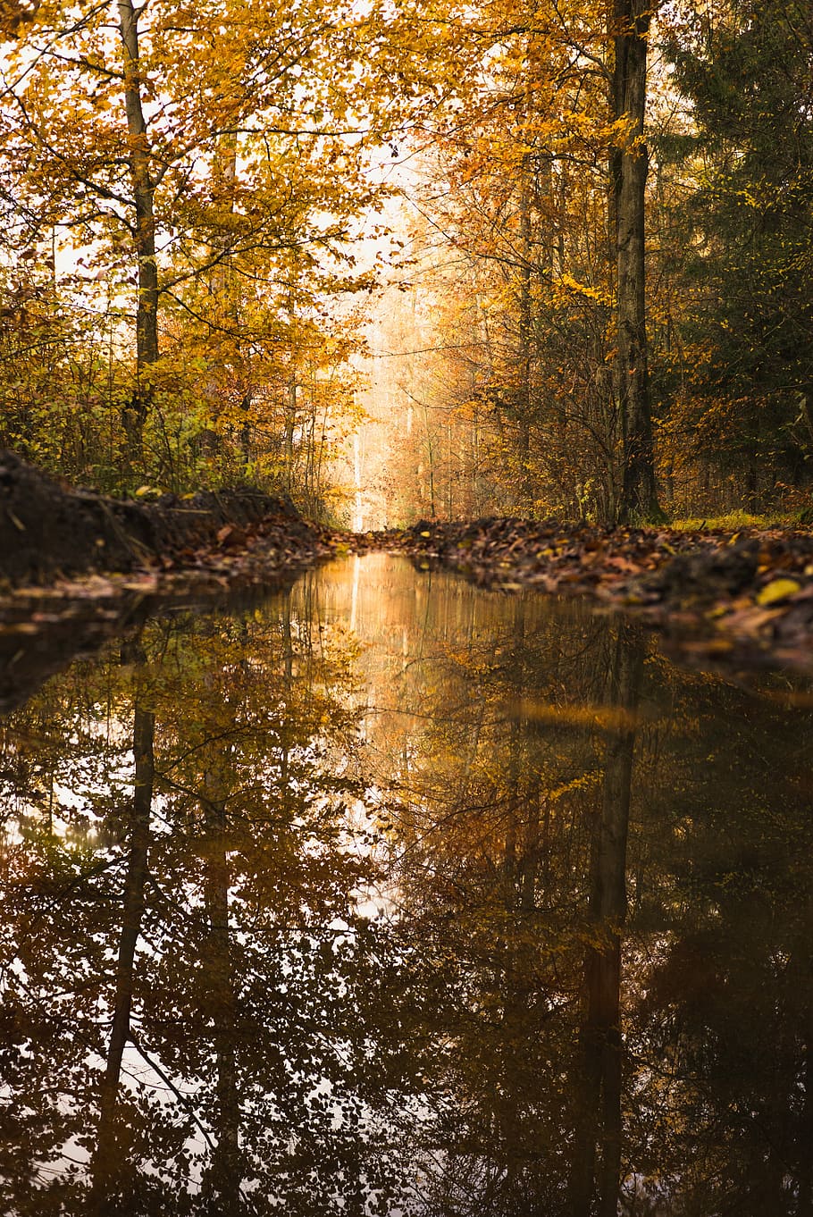 river between trees, body of water surrounded by brown leafed trees HD wallpaper