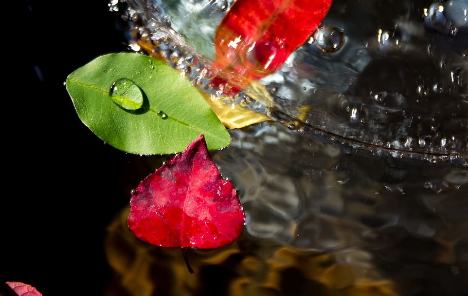 trickle, the leaves, plants, leaf, abstract, green, dew, after HD wallpaper