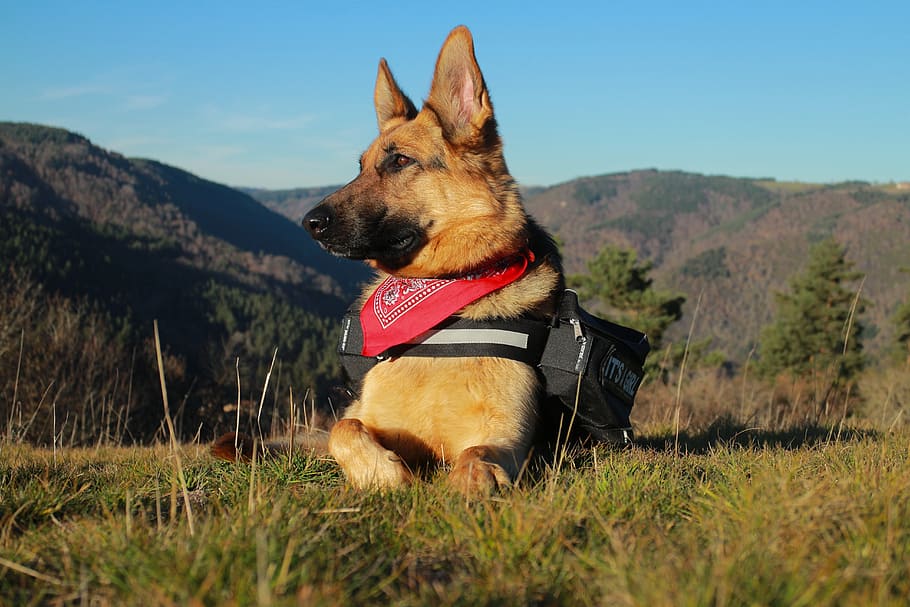 adult tan German shepherd on grass, berger, animals, pet, dog HD wallpaper
