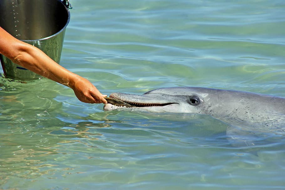 person feeding gray dolphin, person feeding dolphin, fish, sea HD wallpaper