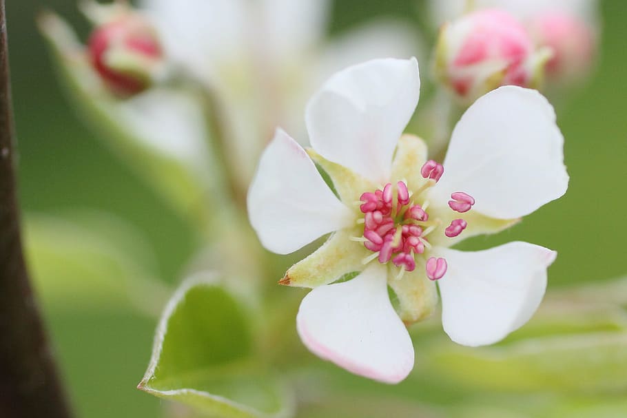 blossom, bloom, pear tree, fruit tree blossoming, spring, white HD wallpaper