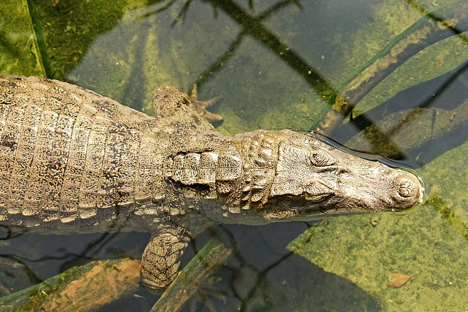 crocodile, reptile, lizard, dangerous, predator, cayman, zoo HD wallpaper
