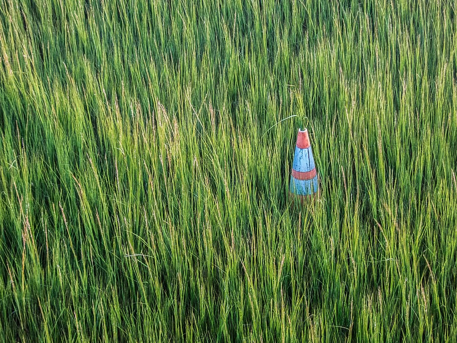 grass field, cone, nature, perserverance, growth, unusual, plant HD wallpaper