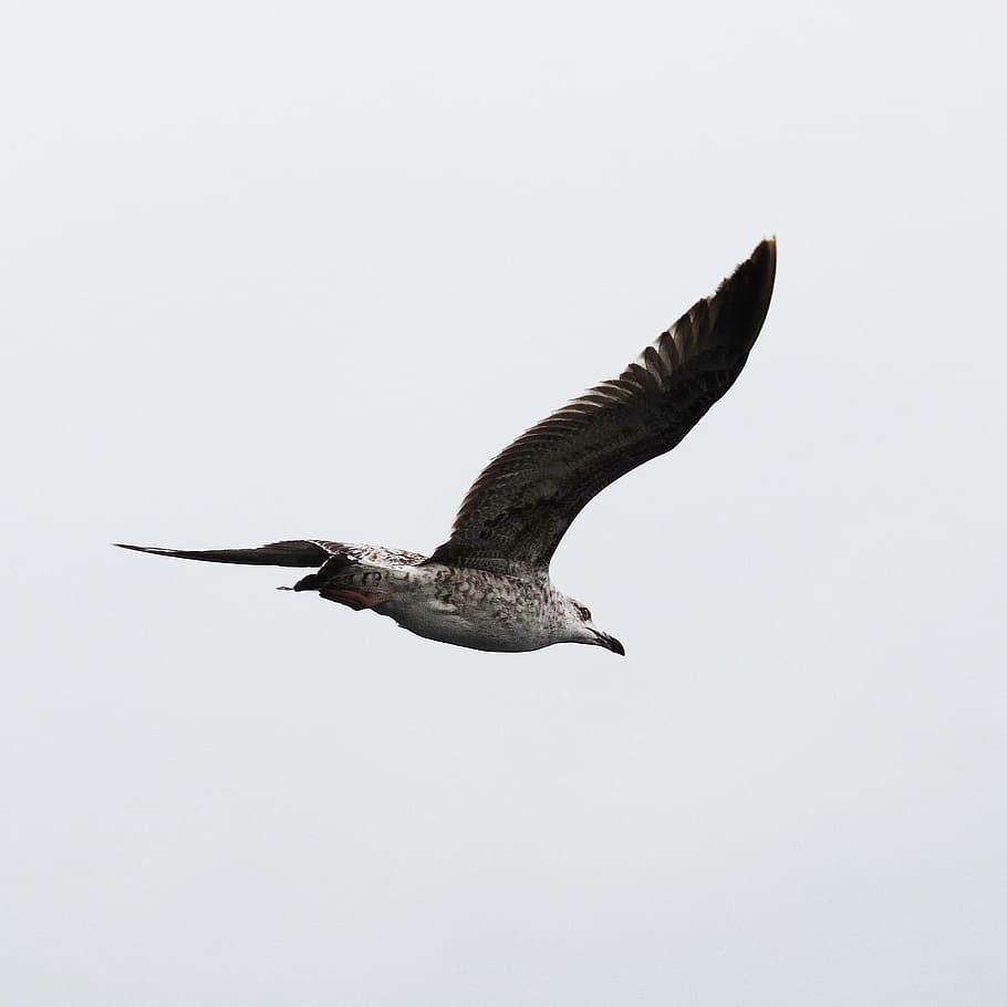 bird, seagull, fly, laridae, seevogel, baltic sea, flight, wildlife photography HD wallpaper
