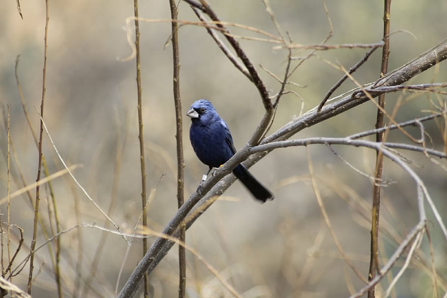 bird, tree, branch, nature, animal, bill, branches, blue, plant HD wallpaper