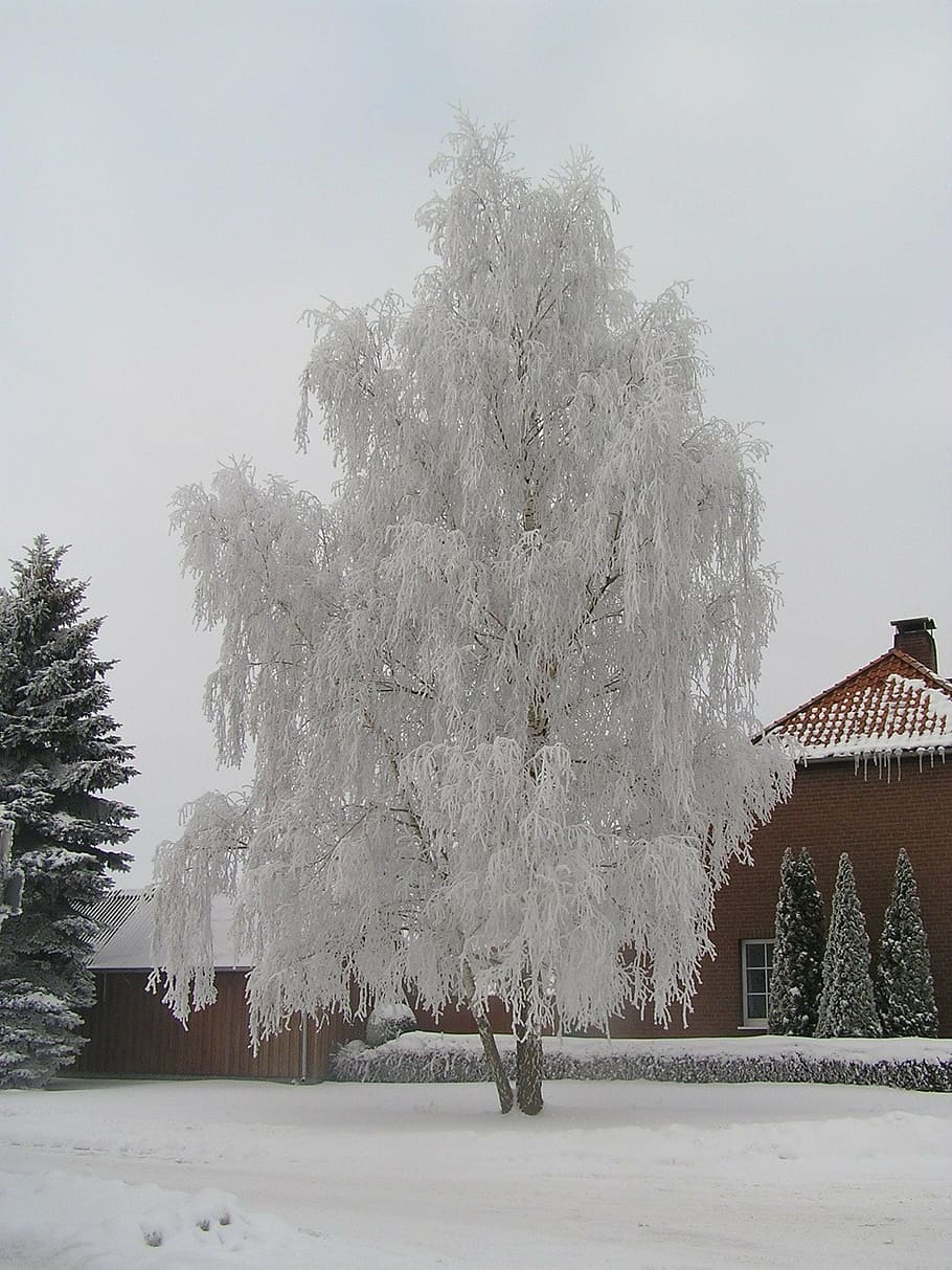 tree, winter, hoarfrost, cold, snow, cold - Temperature, nature HD wallpaper