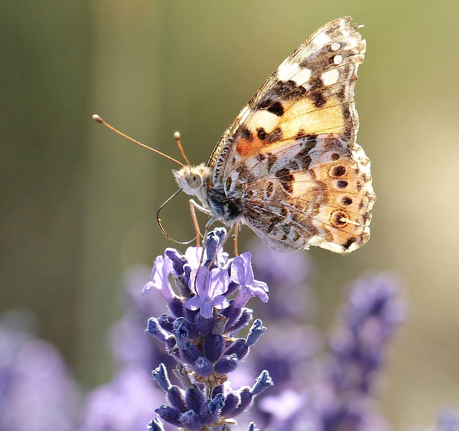 focused photo of brown butterfly, lavender, nature, plant, blossom, HD wallpaper